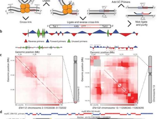 My5C: web tools for chromosome conformation capture studies