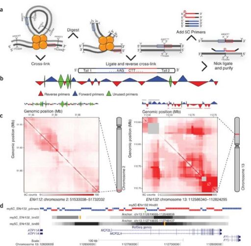 My5C: web tools for chromosome conformation capture studies