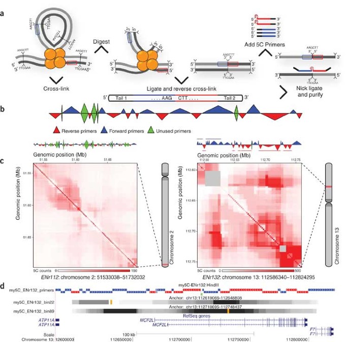 My5C: web tools for chromosome conformation capture studies