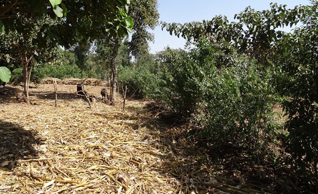 Figure 8 - hops for beer (on right side of photo) planted on conservation terrace