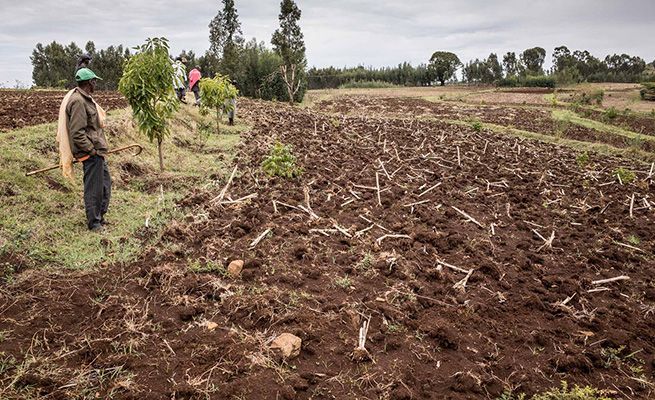 Figure 7 - a permanently vegetated soil and water conservation terrace separates fields, and is planted with fruit and forage trees to make this conservation zone economically productive