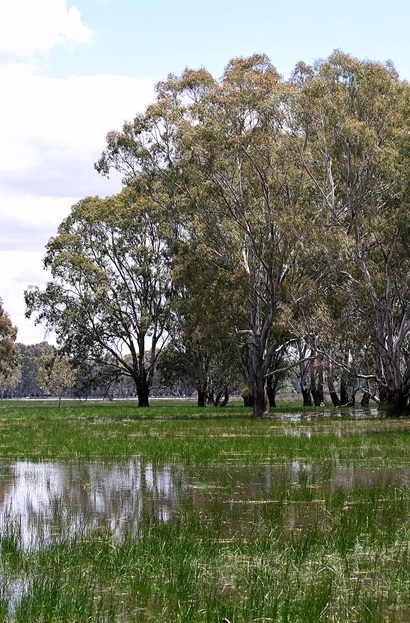 A large red gum overlooking a flood plan. The Barmah-Millewa Forest. Australia’s largest red gum forest pictured in flood. Image by Gavin Rees.