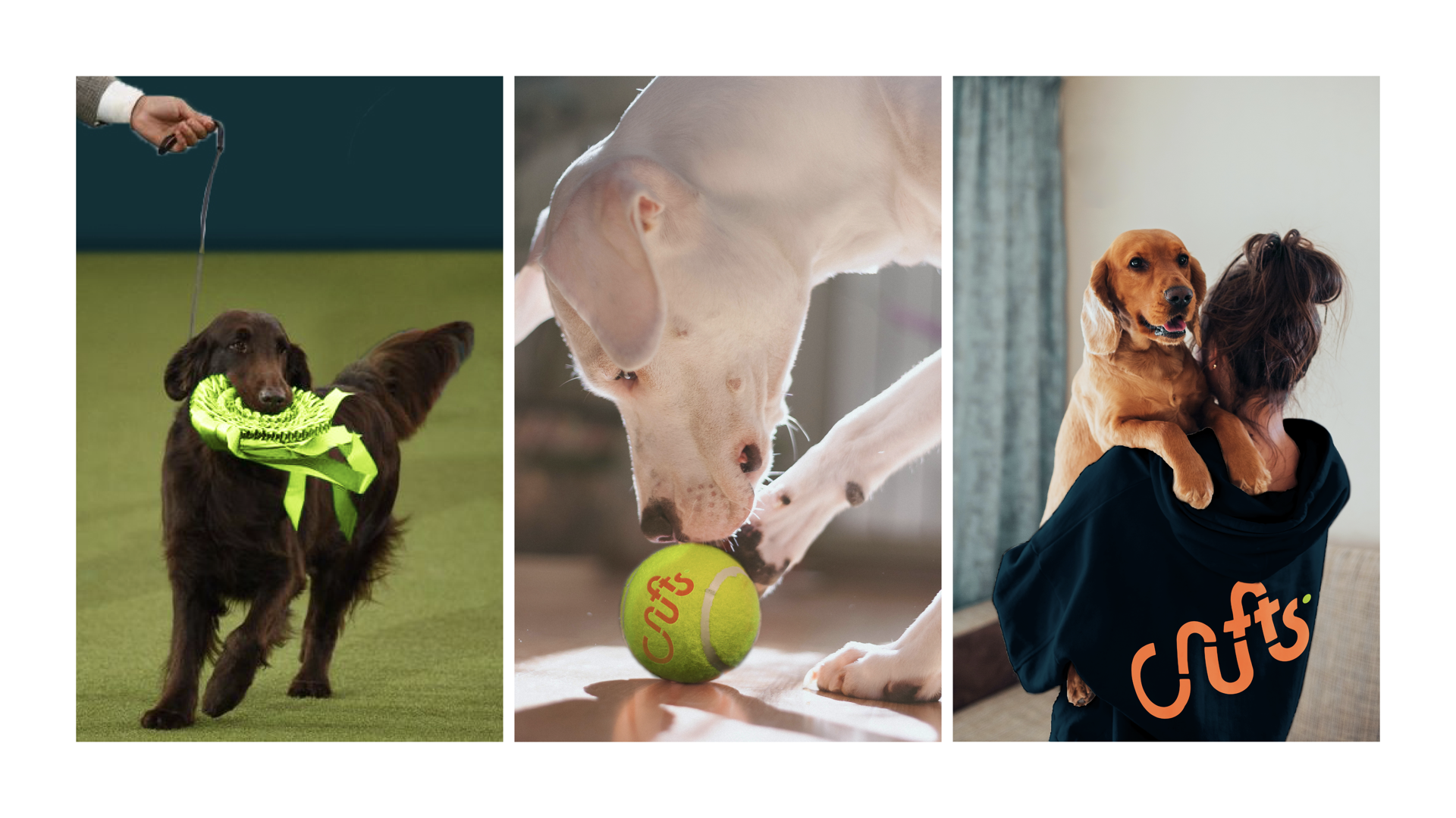 Page from Isabella Aktinson's portfolio showing triptych of dog photographs