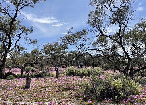 Protecting Ramsar wetlands in the Murray-Darling Basin