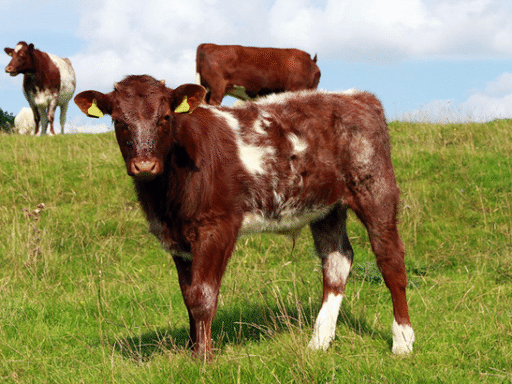 our progress and a spotlight on the 3,000th project – Farming