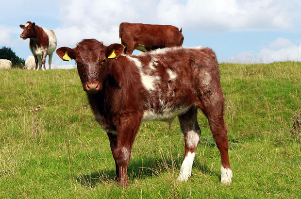 our progress and a spotlight on the 3,000th project – Farming