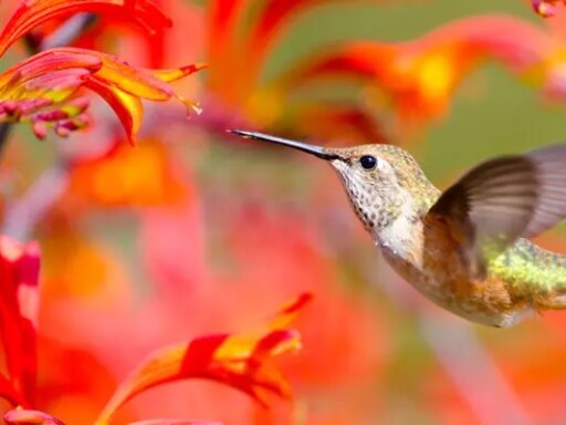 6 Free Tools to Score Comprehensive, Quality Pages