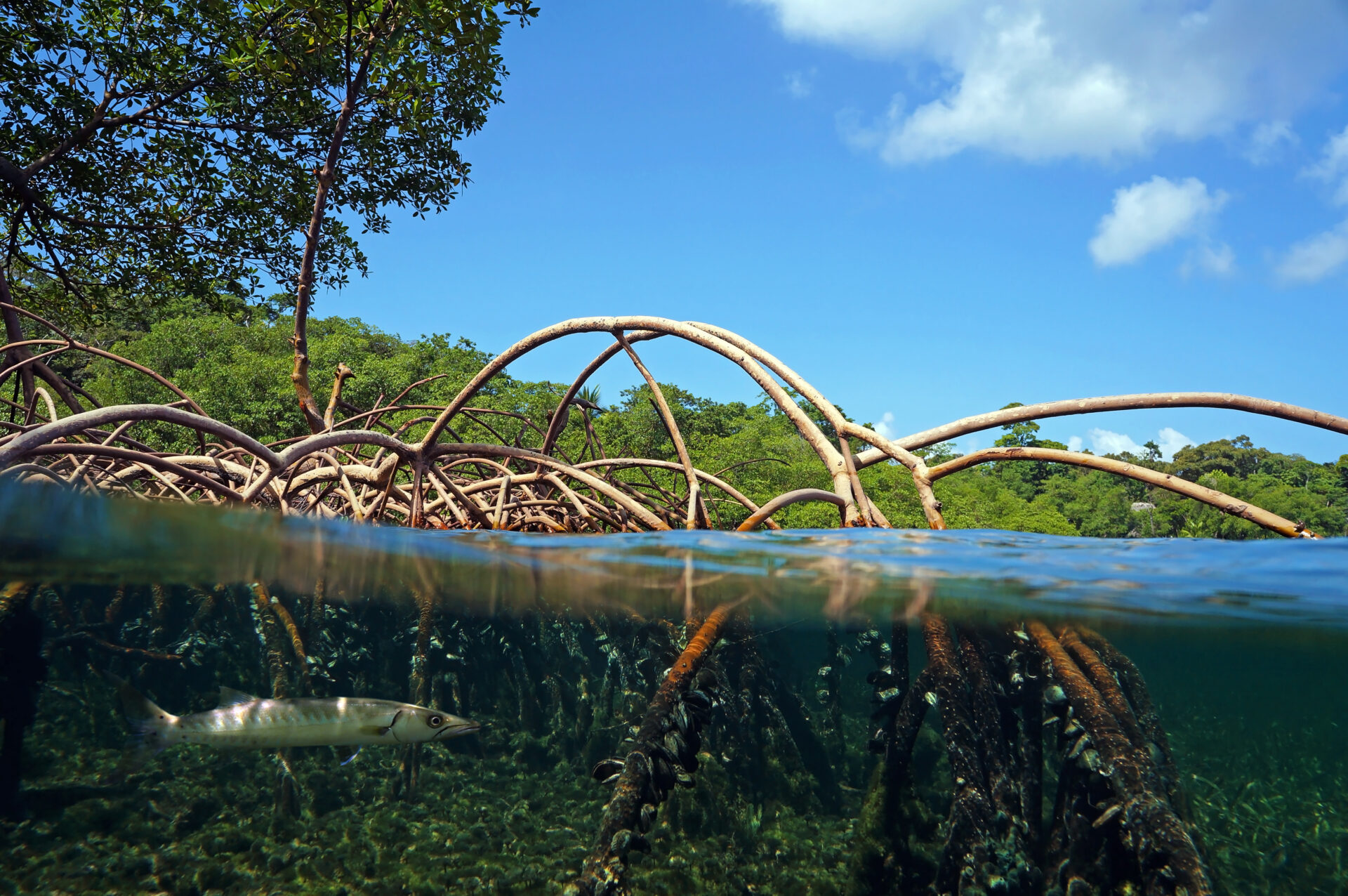 Case study: Lessons From the Restoration of a Mangrove System in Point Lisas, Trinidad and Tobago