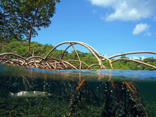 Case study: Lessons From the Restoration of a Mangrove System in Point Lisas, Trinidad and Tobago