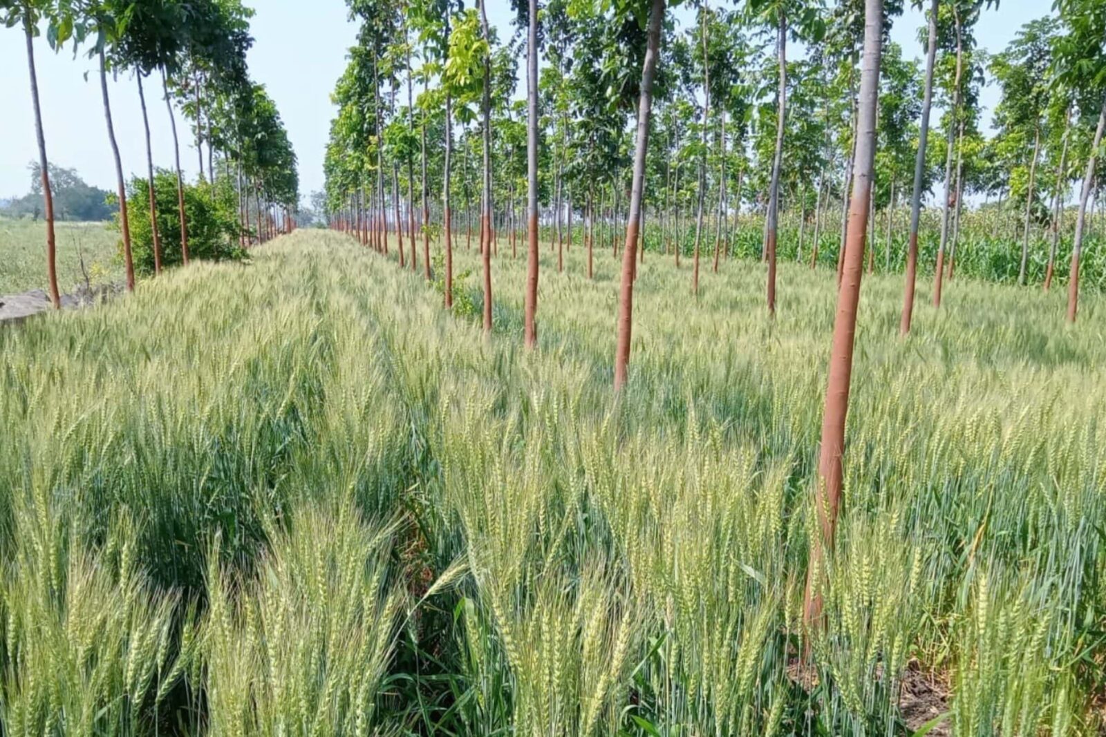 Mahogany Farming in India: Growing Trees, Growing Livelihoods