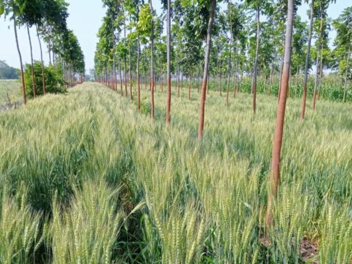 Mahogany Farming in India: Growing Trees, Growing Livelihoods