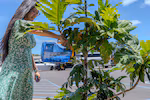 Yvonne Young, an industrial engineer at Pearl Harbor Naval Shipyard and Intermediate Maintenance Facility waters a young ‘ulu tree, July 2, 2025. Hawaiian Regional Maintenance Center planted the young tree to commemorate the completion of an extended maintenance period on board the USS Wayne E. Meyer (DDG108). PHNSY & IMF's mission is to keep the Navy's fleet 