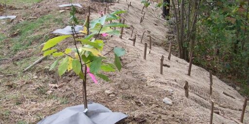 Ecosystem Restoration Projects Generate Jobs and Business Activity in Local, Regional, and National Economies