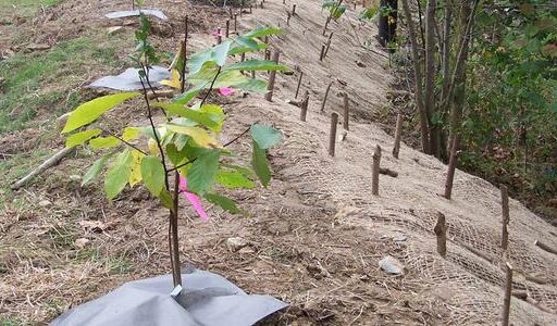 Ecosystem Restoration Projects Generate Jobs and Business Activity in Local, Regional, and National Economies