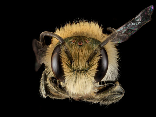 Sergej Müller, Creator of Antispam Bee, Says Goodbye to WordPress – WP Tavern