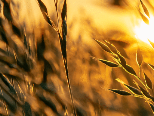 Circular Food Systems: Rethinking Agriculture & The Economy