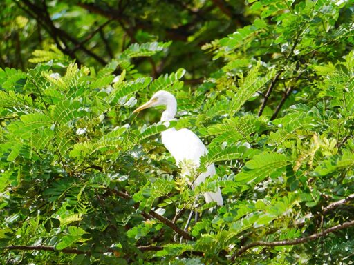 Tips and Tools to Prevent Egret Rookeries