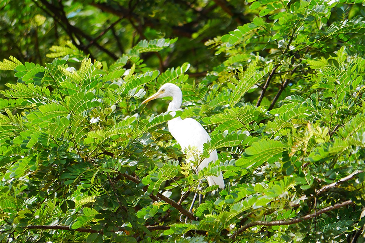 Tips and Tools to Prevent Egret Rookeries