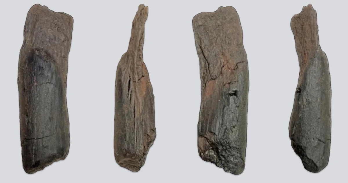 Oldest tool ever found is stick shaped by humans 430,000 years ago
