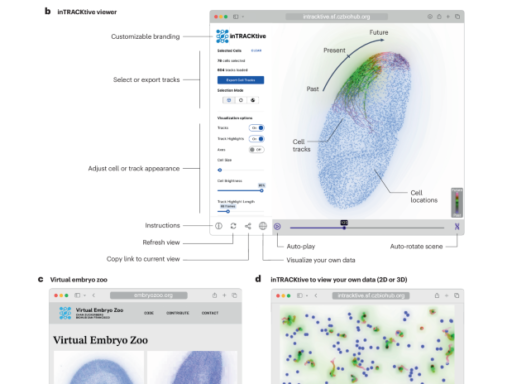 inTRACKtive: a web-based tool for interactive cell tracking visualization