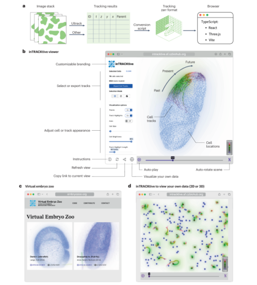 inTRACKtive: a web-based tool for interactive cell tracking visualization