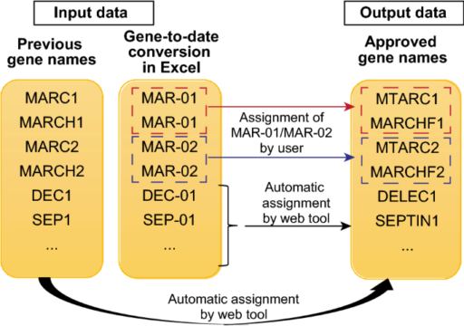 Gene Updater: a web tool that autocorrects and updates for Excel misidentified gene names