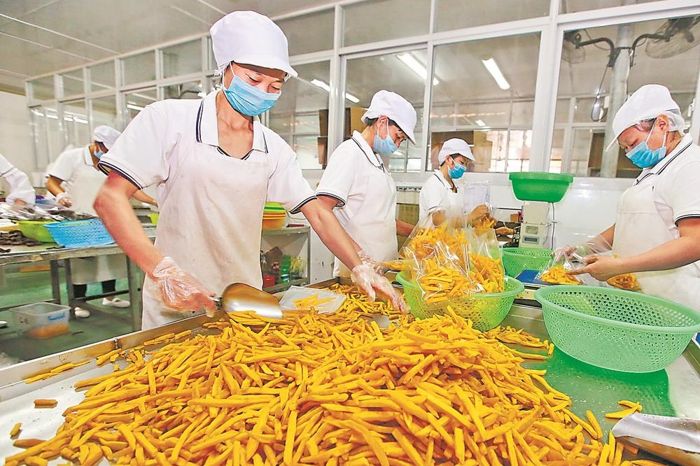 Fujian county sweet on potato biz