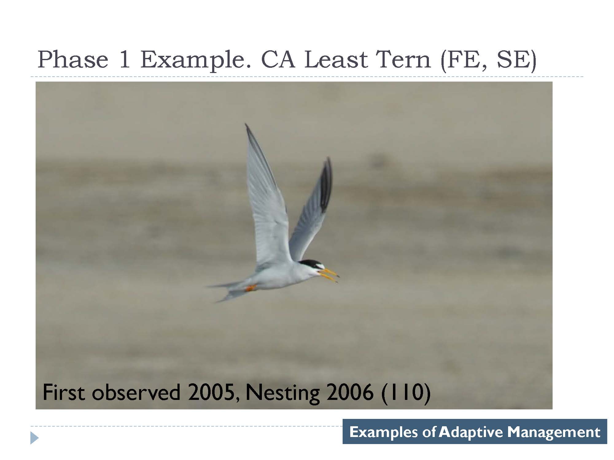 AMF Pinnell PPT_Page_11