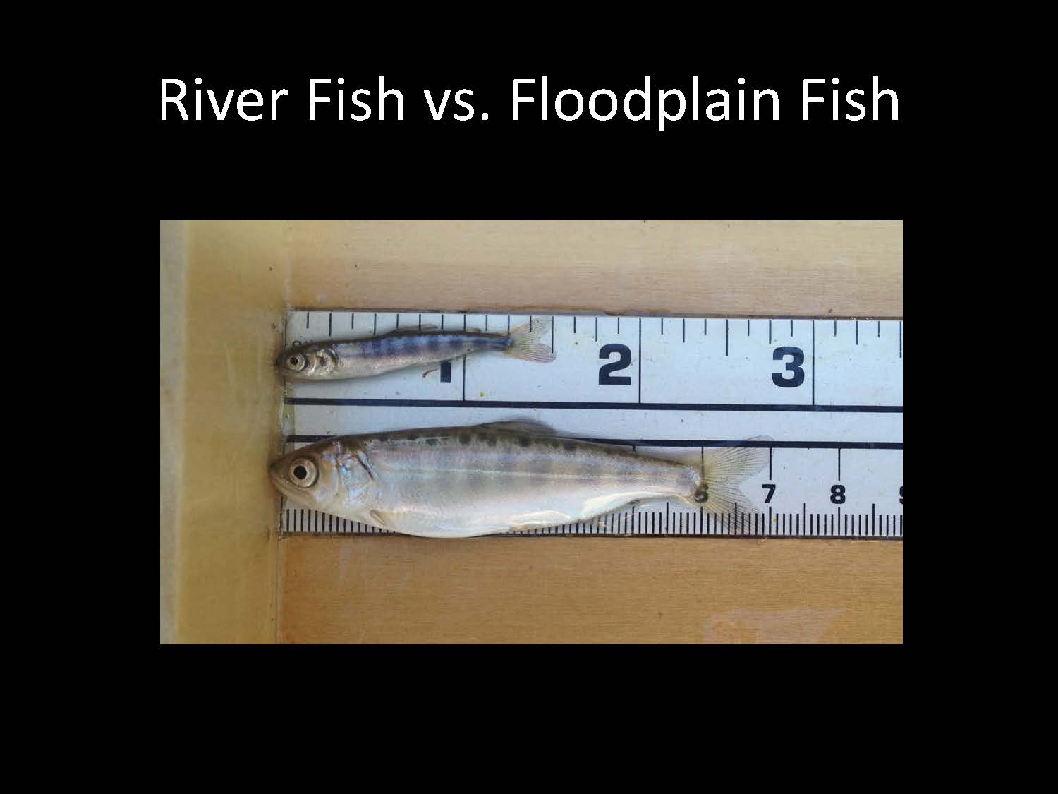 Jeffres_AMF19_Page_18