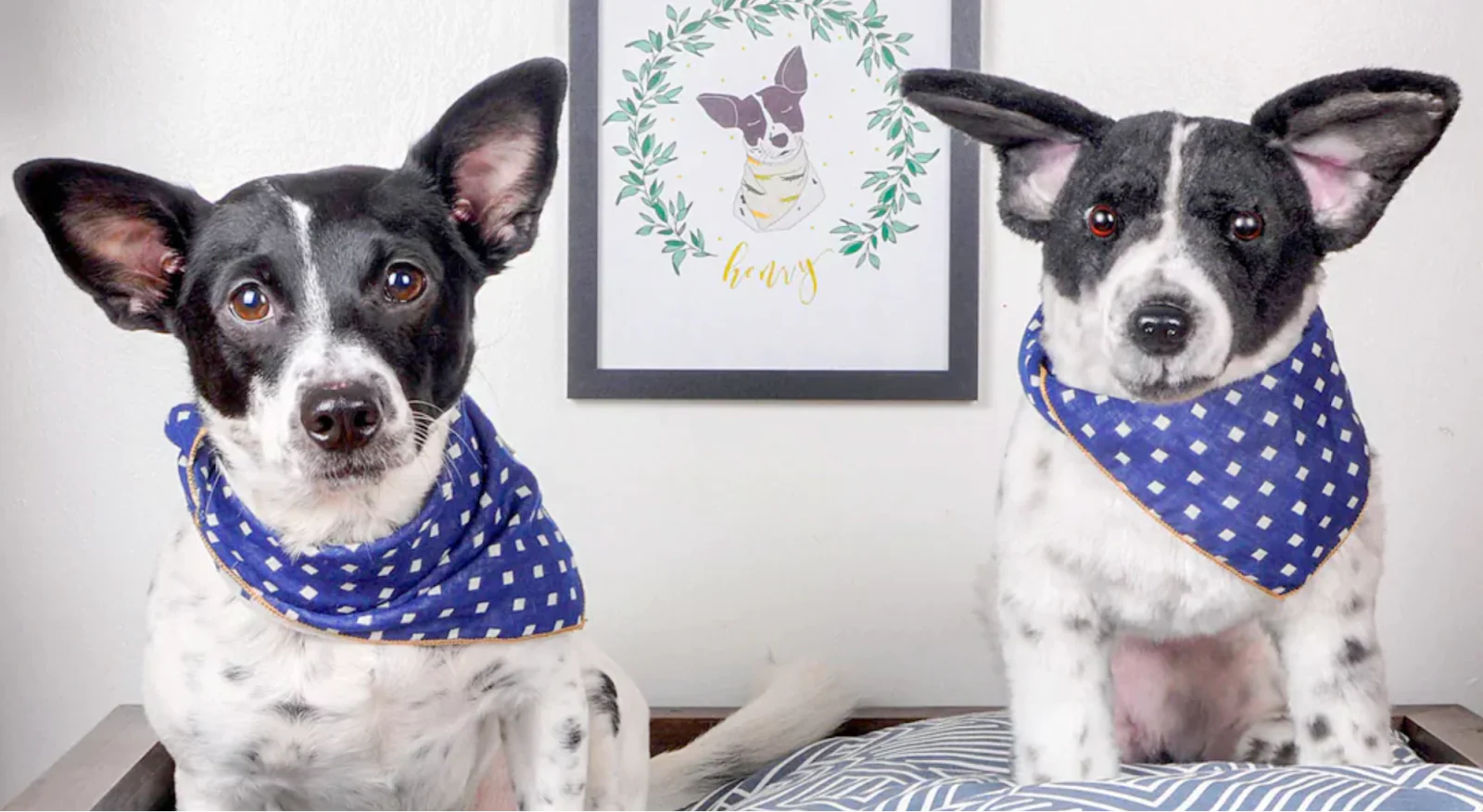 Cuddle Clones plush next to its nearly identical real-life puppy inspiration.