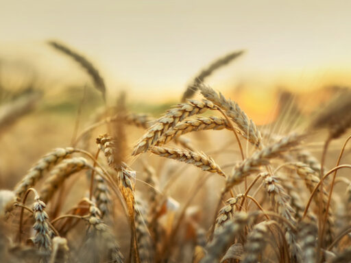 New Tools Will Drive Greater Understanding of Wheat Genes