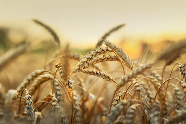 New Tools Will Drive Greater Understanding of Wheat Genes