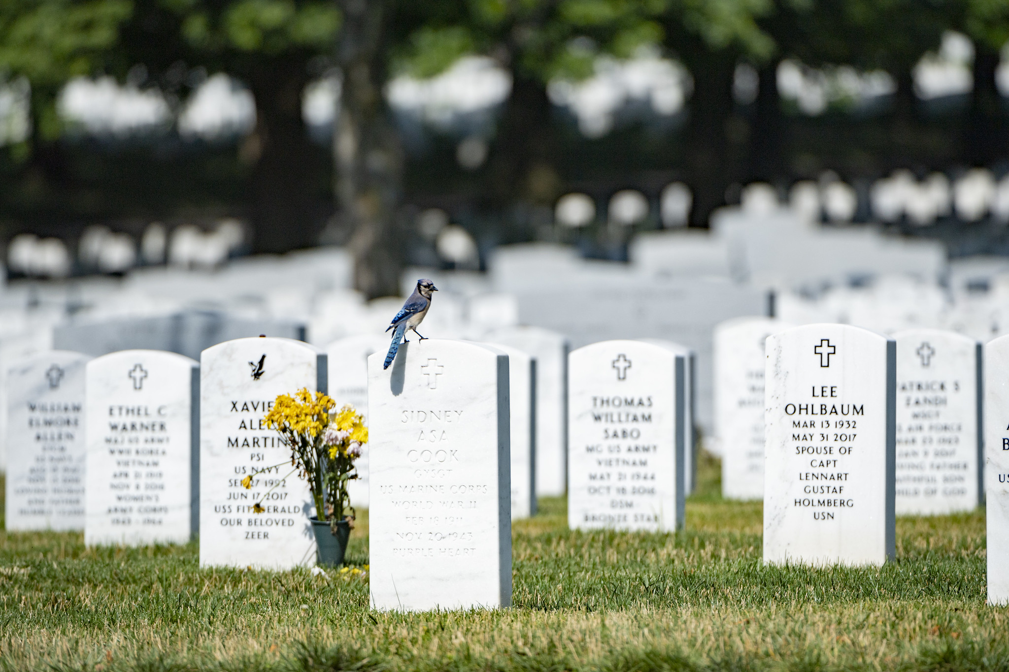 floral-wreath-tributes-section-60 Bluejay sitting on headstone in section 60 of Arlington National Cemetery