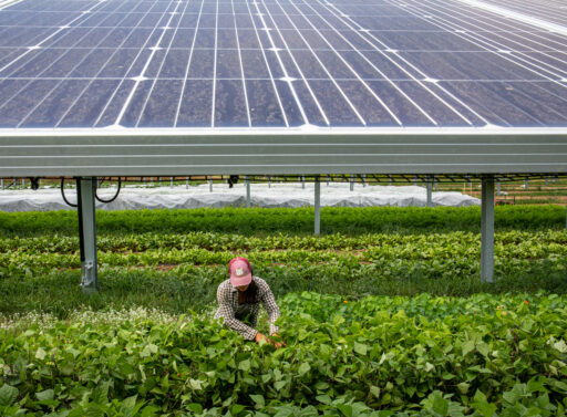 Foundational Agrivoltaic Research for Megawatt Scale (FARMS) Funding Program