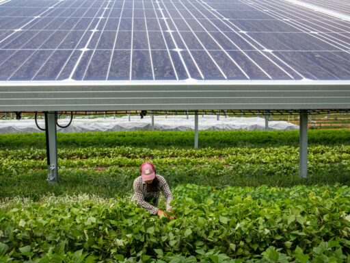 Foundational Agrivoltaic Research for Megawatt Scale (FARMS) Funding Program