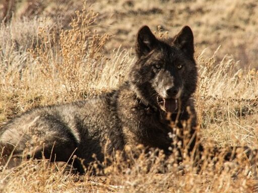 CDFW News | CDFW Releases New Wolf Location Mapping System