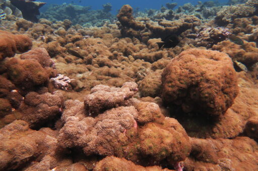 New tools to manage invasive species that threaten Palmyra Atoll’s coral reefs