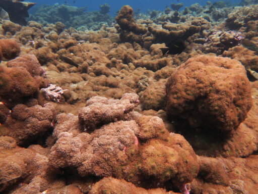 New tools to manage invasive species that threaten Palmyra Atoll’s coral reefs